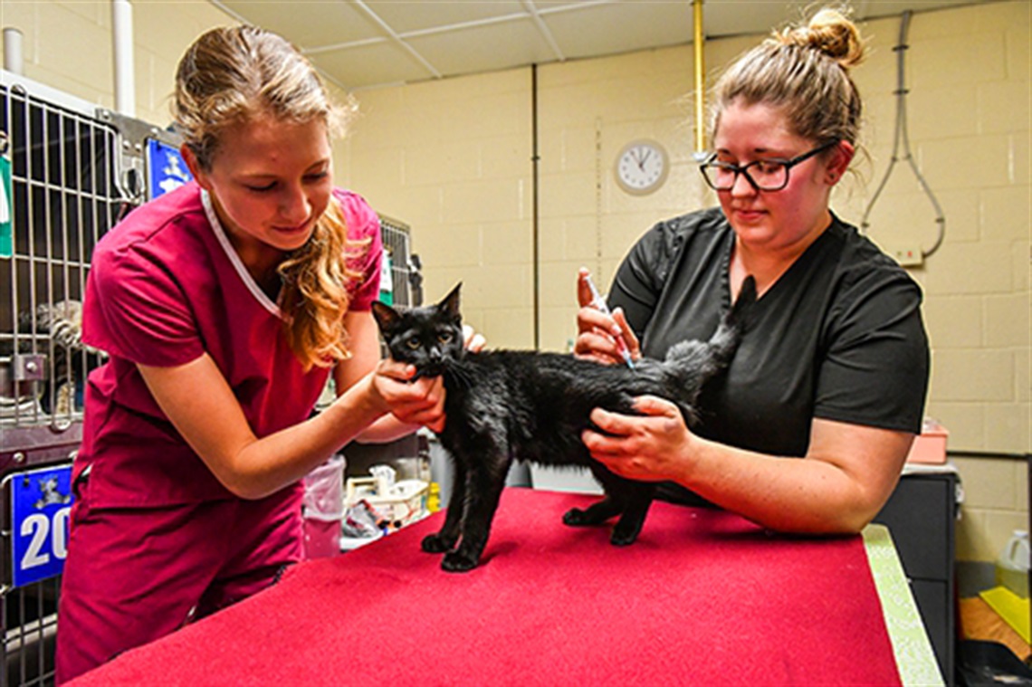 Two Vet Technicians Caring for a Kitten