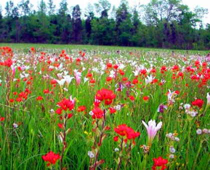Suther Prairie Conservation Easement Covered in Flowers