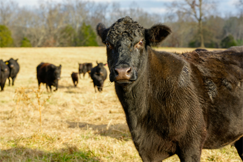 Triple-Ridge-Ranch-Cows_WEB.png
