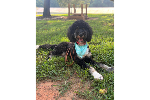 SAGE CCSO THERAPY DOG FOR WEB.png