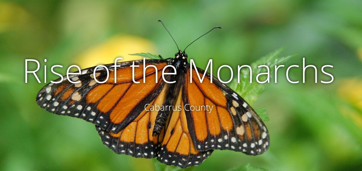 Rise of the Monarch Butterfly